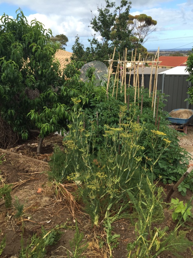 Fennel, tomatoes and my nectarine tree in the background